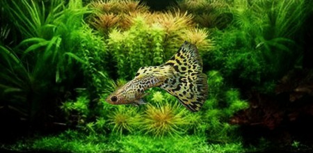 Guppy Yellow SnakeSkin 